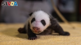 This handout photo released by the Smithsonian's National Zoo shows its 6-week old baby boy panda, born Aug. 21, 2020 at the zoo. (Roshan Patel/Smithsonian's National Zoo)