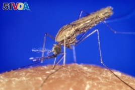 Anopheles gambiae mosquitoes spread the malaria parasite.