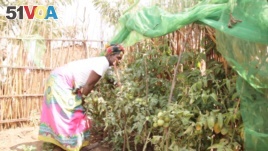 Malawi Victory Gardens Campaign
