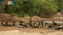 A pack of critically endangered African wild dogs lies on a riverbed after killing and eating a Bushbuck n the Mana Pools National Park, a World Heritage Site, in northern Zimbabwe November 7, 2009. (REUTERS/Howard Burditt)