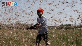 A man tries to scare off a group of desert locusts away from a farm, near the town of Rumuruti, Kenya on February 1, 2021. (REUTERS/Baz Ratner/File Photo)