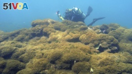 In this Aug. 4, 2019 photo provided by Taylor Williams, a new species of seaweed covers dead a coral reef at Pearl and Hermes Atoll in the remote Northwestern Hawaiian Islands. (Taylor Williams/College of Charleston via AP)