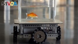 A goldfish navigates on land using a fish-operated vehicle developed by a research team at Ben-Gurion University in Beersheba, Israel, January 6, 2022. Picture taken January 6, 2022. (REUTERS/Ronen Zvulun) 