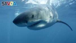 FILE - In this undated file photo provided by Discovery Channel, a great white shark swims near Guadalupe Island off the coast of Mexico. 