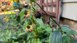 This Sept. 28, 2022, photo provided by Jessica Damiano shows a dry coneflower seed head. (Jessica Damiano via AP)