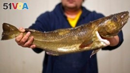 FILE - This Oct. 29, 2015 file photograph shows a cod to be auctioned off in Portland, Maine. Many people are concerned about the cost of fish as restrictions on trade with Russia go into effect. (AP Photo/Robert F. Bukaty)