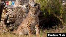 An Iberian Lynx. Mature cats numbered just 52 in 2002.  (Credit: IUCN)