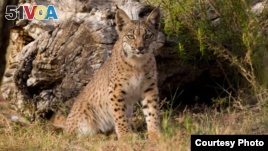 Much progress has been made to save the Iberian Lynx. Mature cats numbered just 52 in 2002.  (Credit: IUCN)