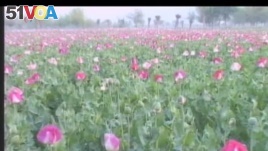 Afghanistan Continues to Be Hub of Poppy Cultivation