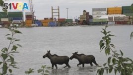 Two moose wade through the high tide at the Port of Anchorage in Anchorage, Alaska, on Monday, July 24, 2017. (AP Photo/Mark Thiessen)