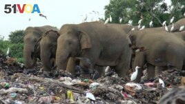 Wild elephants search for food at an open landfill in Pallakkadu village in Ampara district, about 210 kilometers (130 miles) east of the capital Colombo, Sri Lanka, Thursday, Jan. 6, 2022. (AP Photo/Achala Pussalla)