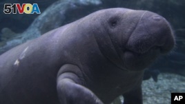 The U.S. Fish and Wildlife Service is proposing that the West Indian manatee, including a Florida subspecies, moves from endangered status to threatened status.