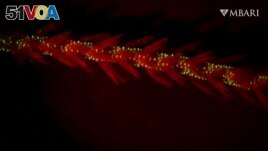 This image provided by the Monterey Bay Aquarium Research Institute in April 2024 shows bioluminescence in the sea whip coral Funiculina sp. observed under red light in a laboratory. (Manabu Bessho-Uehara/MBARI via AP)