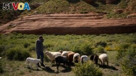 Nikyle Begay tends a flock of sheep Thursday, Sept. 7, 2023, on the Navajo Nation in Ganado, Ariz. (AP Photo/John Locher)
