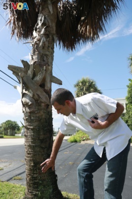 In this Wednesday, July 31, 2019, photo, Brian Bahder, assistant professor of entomology at the University of Florida, points to a cabbage palm tree that died from a lethal bronzing disease in Davie, Florida.