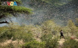 Ahmed Ibrahim, an Ethiopian farmer, attempts to fight desert locusts as they fly in his farm on the outskirt of Jijiga in the Somali region, Ethiopia January 12, 2020. (REUTERS/Giulia Paravicini)