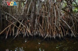 A tangle of mangrove roots grow alongside a shore in San Crisanto, near Progreso, in Mexico’s Yucatan Peninsula, Friday, Oct. 8, 2021. (AP Photo/Eduardo Verdugo)