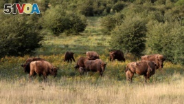 A herd of bisons graze on grass at a wildlife sanctuary in Milovice, Czech Republic, July 28, 2020. Wild horses, bison and other big-hoofed animals once roamed freely in much of Europe. (AP)