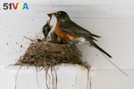 The antenna of an Argos satellite tag extends past the tail feathers of a female American robin as she feeds a worm to her hungry nestlings on a front porch in Cheverly, Md., Sunday, May 9, 2021.