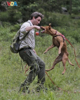 Handler Joshua Beese plays with Dia, a Labrador retriever, while they work to find Scotch broom, an invasive species, in Harriman State Park in Tuxedo, N.Y., Tuesday, Aug. 6, 2019. (AP Photo/Seth Wenig)