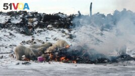 Polar bears scavenge for food at a dump in Churchill, Canada, in this handout image dated circa 2003. In 2005, the community permanently closed its dump and now stores garbage in a secure facility. Dan Guravich/Polar Bears International/Handout via REUTERS 