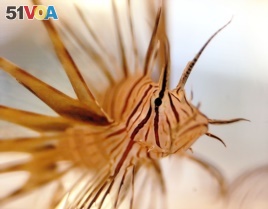 This juvenile Lionfish, measuring between three and four inches long, was discovered by divers in the Alantic waters of the Bahamas. The species has also been found in the Mediterranean Sea.