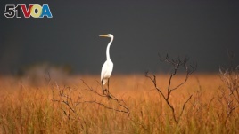 A great egret sits on top of a dead tree in the Florida Everglades, near South Bay, Fla. Friday, Jan. 14, 2005, as the sky turns darks as a thunderstorm moves across the area. 