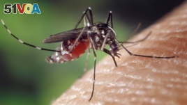 A mosquito carrying dengue fever