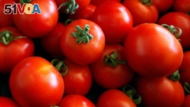 Tomatoes are the main ingredient in many traditional pasta sauces.