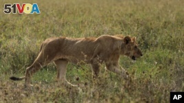 Carnivores Spread Distemper to Lions    