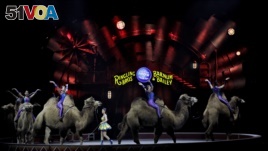 Ringling Bros. and Barnum & Bailey performers ride camels during a performance, Jan. 14, 2017, in Orlando, Fla. The Ringling Bros. and Barnum & Bailey Circus will end the 