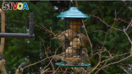Sparrows eating out of a bird feeder in Arlington, Virginia.