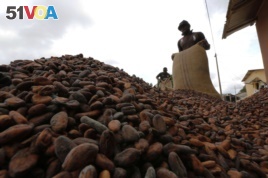 Men pour out cocoa beans to dry in Niable, at the border between Ivory Coast and Ghana, June 19, 2014. Picture taken June 19, 2014. To match Insight GHANA-IVORYCOAST/COCOA REUTERS/Thierry Gouegnon (IVORY COAST - Tags: BUSINESS AGRICULTURE FOOD)