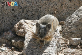 A small pika with grass in its mouth in the high Sierras of Sequoia and Kings Canyon National