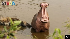 Hippos Called River Life Force
