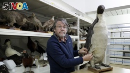 Dr. Paul Scofield, senior curator natural history at Canterbury Museum, holds the fossil, a tibiotarsus, top, next to a similar bone of an Emperor Penguin in Christchurch, New Zealand, Wednesday, Aug. 14, 2019. 