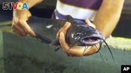 In the US Senate, Heated Debate over Catfish
