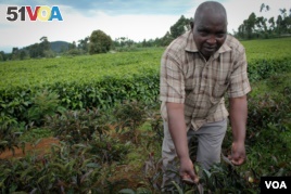 Low Prices Cause Kenyan Farmers to Change Tea Crop