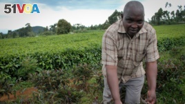 Kenyan Farmers Turn to Purple Tea for a Higher Return