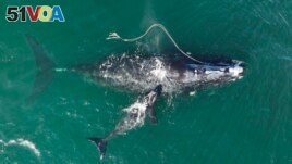This photograph shows an endangered North Atlantic right whale stuck in fishing gear being sighted with a newborn calf on Dec. 2, 2021 in waters near Cumberland Island, Georgia, USA. (Georgia Department of Natural Resources/NOAA Permit #20556 via AP)