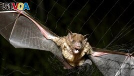 FILE - A vampire bat is caught in a net in Aracy, in the northeast Amazon state of Para, Brazil, on Thursday, Dec. 1, 2005. Scientists are studying the genetic information of different animals that could help them learn more about human life. (AP Photo/Mario Quadros, File)
