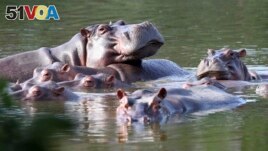 FILE - Hippos float in the lake at Hacienda Napoles Park, once the private estate of drug kingpin Pablo Escobar who imported three female hippos and one male decades ago in Puerto Triunfo, Colombia, February 4, 2021. (AP Photo/Fernando Vergara, File)