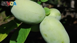 The paw paw, an American fruit found throughout eastern United States.