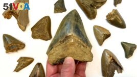 Fossil teeth of the huge extinct kind of shark megalodon - Otodus megalodon - are seen in this undated image. (Kenshu Shimada/Handout via REUTERS)