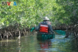 People canoe through Jones Lagoon and a red mangrove forest