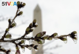 Cold weather has killed half of the blossoms on Washington's famous cherry trees just as they were reaching peak bloom according to park service officials.