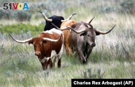 Longhorn cattle wander through the Theodore Roosevelt National Park located in the U.S. state of North Dakota.