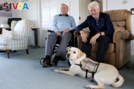 Former Republican President George H.W. Bush, left, and former President Bill Clinton, visiting Bush, pose for a photo with Sully, a yellow Labrador retriever who'll be Bush's first service dog at his home in Kennebunkport, Maine, June 25, 2018.