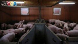 Pigs are seen at a pig farming in Lamballe, central Brittany, November 5, 2013. (REUTERS/Stephane Mahe)
