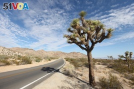 A Joshua tree along the side of the road within the national park